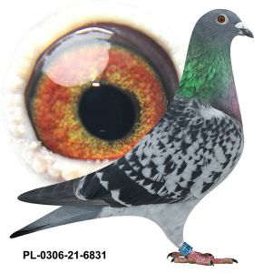 PL-0306-21-6831 oryg Grzegorz Drygała + gratis ojciec B-09-2007752 w tym roku wszystkie jajka zalężone