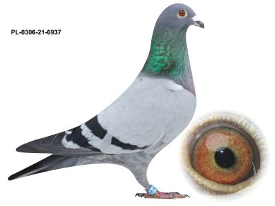 PL-0306-21-6937-SAMIEC MARCEL WOUTERS x AD SCHAERLAECKENS - GOŁĘBIE NA WSPÓLNY GOŁEBNIK