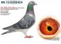 PL-0306-21-6937-SAMIEC MARCEL WOUTERS x AD SCHAERLAECKENS - GOŁĘBIE NA WSPÓLNY GOŁEBNIK