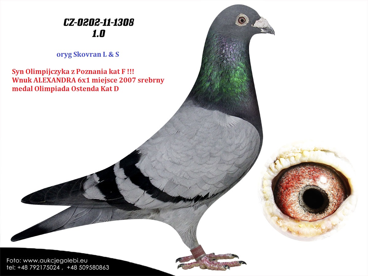 PL-0306-21-6940-SAMIEC WNUK OLIMPIJCZYKA - RODZICE TO TOP PARA NA