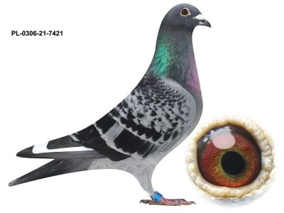 PL-0306-21   7421-SAMIEC z likwidacji czolowej hodowli oddziału