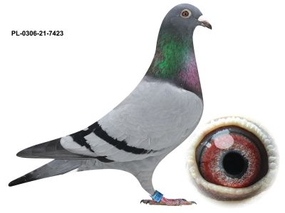 PL-0306-21-7423- samica z likwidacji czołowej hodowli Oddzialu