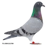 PL-0306-22-2769 VERCAMMEN