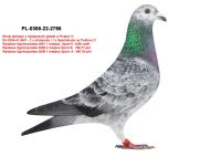 PL-0306-22-2786 WNUK OLIMPIJCZYKA HELIOSA E. MYŚLIWCA - UNIKAT