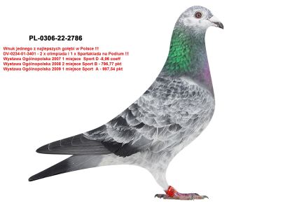 PL-0306-22-2786 WNUK OLIMPIJCZYKA HELIOSA E. MYŚLIWCA - UNIKAT