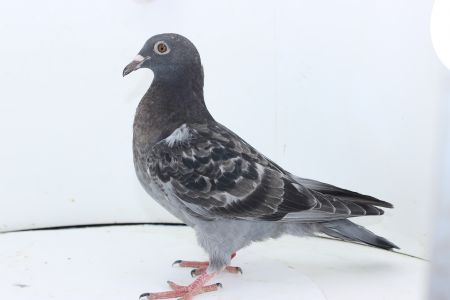 PL-0306-22-2844- gołąb z najlepszych linii Josa Vercammena x linia Kaasboera