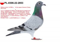 PL-0306-22-2853 - GOŁĄB Z NAJLEPSZYCH PAR ROZPŁODOWYCH - TOP NA WG !!!