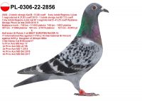 PL-0306-22-2856 - GOŁĄB Z NAJLEPSZYCH PAR ROZPŁODOWYCH TOP TOP TOP