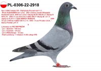PL-0306-22-2918 - GOŁĄB Z NAJLEPSZYCH PAR ROZPŁODOWYCH TOP TOP TOP