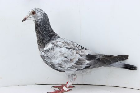 PL-0306-22-2934- gołąb z najlepszej linii Ludo Cleassensa x Gebr Janssen