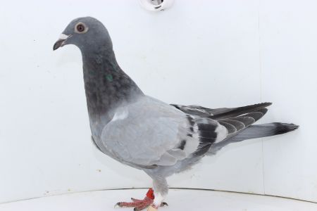 PL-0306-22-2965 LINIA KAASBOERA