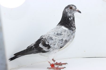 PL-0306-22-2985- linia najlepszych gołębi josa Thone oraz Gino Clique - Golden Prince