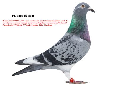 PL-0306-22-3000 oryg Grzegorz Drygala linia Pitbulla 777