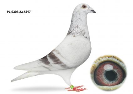 PL-0306-23-5417 Hartmut Will x Paszek 808