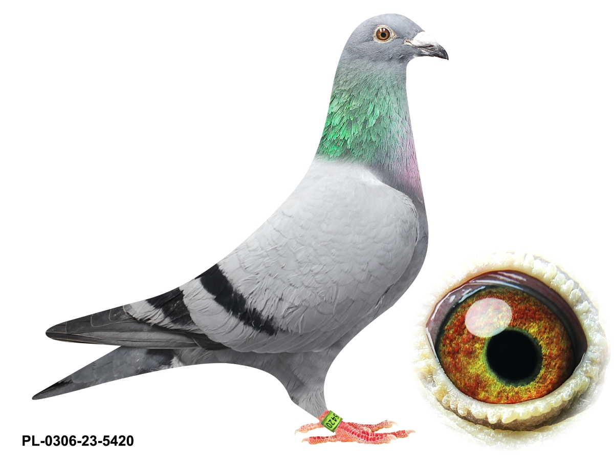 【LGB】Dread Rock Wappen Boxer PK ♀1 2-PACK Bokserki męskie 2MH-060-CZA/BUR | Atlantic.pl