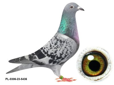 PL-0306-23-5436 -  2 lotnik WG x 14 miejsce finał 100 % Ireneusz Ślusarz top WG