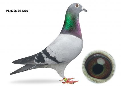 PL-0306-24-5276 TOP WG  - TYLKO OPCJA - KUP TERAZ - BEZ LICYTACJI