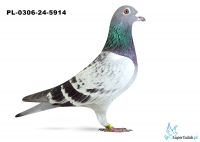 PL-0306-24-5914 - 13 gołąb z Finał Gifhorn - 535 km Maciej Janikański