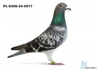 PL-0306-24-5917 - 4 gołąb z Finału Gifhorn - 535 km Maciej Janikański