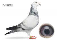 PL-0306-24-7190 wnuk Olimpijczyka 5071 M.T.M PAŁKA