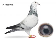 PL-0306-24-7190 wnuk Olimpijczyka 5071 M.T.M PAŁKA