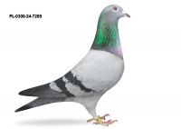 PL-0306-24-7289 TOP NA WG SYN STAREGO KOEHOORNA