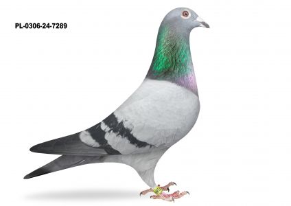 PL-0306-24-7289 TOP NA WG SYN STAREGO KOEHOORNA