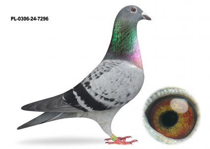 PL-0306-24-7296 - UNIKAT JEDYNA OKAZJA KUPNA - - TYLKO OPCJA - KUP TERAZ - BEZ LICYTACJI