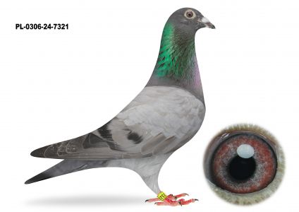 PL-0306-24-7321 TOP WG - TYLKO OPCJA - KUP TERAZ - BEZ LICYTACJI