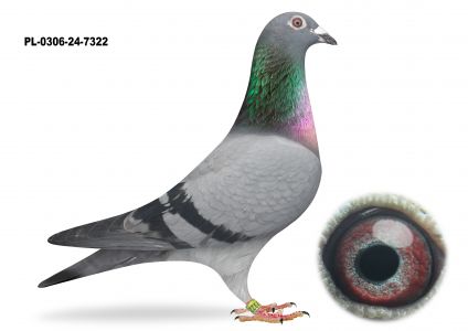 PL-0306-24-7322 TOP NA WG  - TYLKO OPCJA - KUP TERAZ - BEZ LICYTACJI