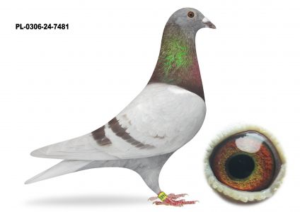 PL-0306-24-7481 wnuczka 1 ASA Lotów Okręgowych 2011 r na 19315 gołebi  - AUKCJA NOWOROCZNA - SAMICA