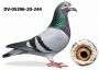 PL-0306-26-2715 DRYGAŁA FAMILY LOFT MISTRZOWSKA HODOWLA