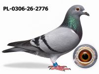 PL-0306-26-2776 DRYGAŁA FAMILY LOFT MISTRZOWSKA HODOWLA