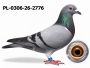 PL-0306-26-2776 DRYGAŁA FAMILY LOFT MISTRZOWSKA HODOWLA