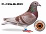 PL-0306-26-2819 DRYGAŁA FAMILY LOFT MISTRZOWSKA HODOWLA
