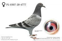 PL-0307-20-4777 - prawdopodobnie samiczka