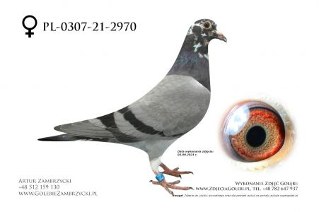 PL-0307-21-2970 - super połączenie Fuchs/Wolf x Kahler