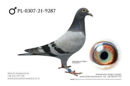 PL-0307-21-9287 - w rodowodzie Klamper (18x1k) i Tornado 5000 (5x1k)