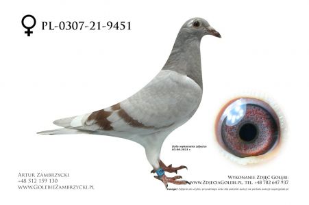 PL-0307-21-9451 - wnuczka 1 Asa Okręgu Szczecin