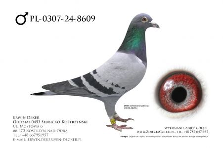 PL-0307-24-8609 - samiec