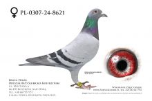 PL-0307-24-8621 - samica