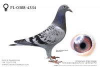 PL-0308-20-4334 - prawdopodobnie samiczka