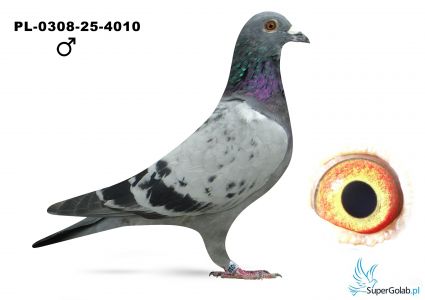 PL_0308-25-4010  -  3 konk  w tym 6 konk z lotu 	Neubrandenburg I - 117 km