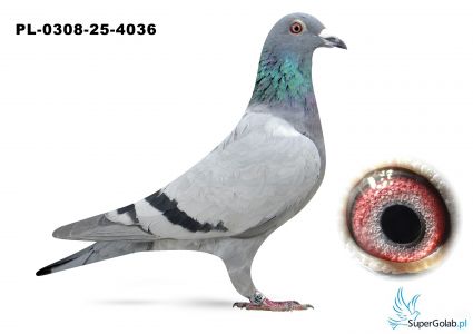 PL-0308-25-4036 -  3 konk w tym 8 konk  z 	Neubrandenburg I 117 km