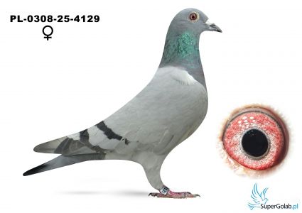 PL-0308-25-4129
