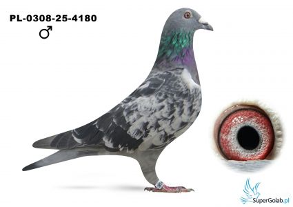 PL-0308-25-4180