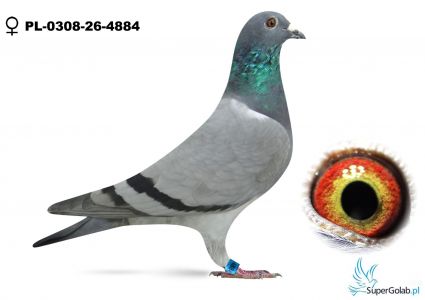 PL-0308-26-4884 -  68 lotnik - W Imię Wolności