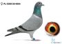 PL-0308-26-4884 -  68 lotnik - W Imię Wolności