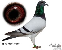 PL-0309-18-10880