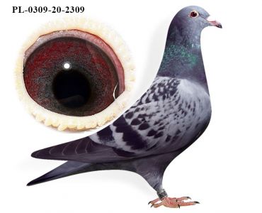 PL-0309-20-2309